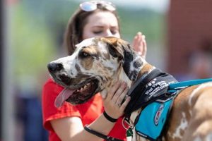 Service Dog Training Chicago Il My Caring Dog – Tips, Stories, and Care Guides for Loving Pet Owners Service Dog Training Chicago Il | My Caring Dog – Tips, Stories, and Care Guides for Loving Pet Owners