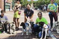 Top Canine Training Companies: Expert Dog Trainers | My Caring Dog – Tips, Stories, and Care Guides for Loving Pet Owners