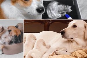 Prenatal Care For Dogs My Caring Dog – Tips, Stories, and Care Guides for Loving Pet Owners Prenatal Care For Dogs | My Caring Dog – Tips, Stories, and Care Guides for Loving Pet Owners