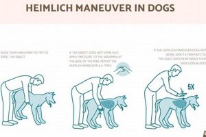 How To Give Your Dog My Caring Dog – Tips, Stories, and Care Guides for Loving Pet Owners How To Give Your Dog | My Caring Dog – Tips, Stories, and Care Guides for Loving Pet Owners