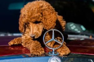 Top Car-Inspired Dog Names for Your Furry Copilot My Caring Dog – Tips, Stories, and Care Guides for Loving Pet Owners Top Car-Inspired Dog Names for Your Furry Copilot | My Caring Dog – Tips, Stories, and Care Guides for Loving Pet Owners
