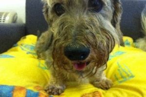 Best Dog Day Care in Abingdon | Top Kennels My Caring Dog – Tips, Stories, and Care Guides for Loving Pet Owners Best Dog Day Care in Abingdon | Top Kennels | My Caring Dog – Tips, Stories, and Care Guides for Loving Pet Owners