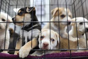 Find Loving Homes: Animal Care & Control Dog Adoptions My Caring Dog – Tips, Stories, and Care Guides for Loving Pet Owners Find Loving Homes: Animal Care & Control Dog Adoptions | My Caring Dog – Tips, Stories, and Care Guides for Loving Pet Owners