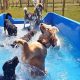 Best Dog Day Care Swimming Pools: Fun & Safe | My Caring Dog – Tips, Stories, and Care Guides for Loving Pet Owners