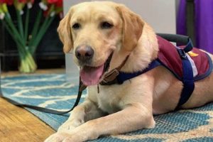 Best Labrador Service Dog Training & Certification My Caring Dog – Tips, Stories, and Care Guides for Loving Pet Owners Best Labrador Service Dog Training & Certification | My Caring Dog – Tips, Stories, and Care Guides for Loving Pet Owners