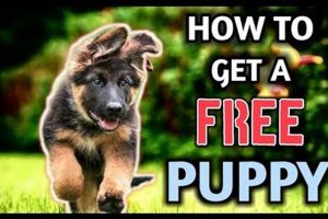 Find a Free Dog: Best Tips & Resources My Caring Dog – Tips, Stories, and Care Guides for Loving Pet Owners Find a Free Dog: Best Tips & Resources | My Caring Dog – Tips, Stories, and Care Guides for Loving Pet Owners