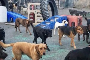 Top Dog Day Care in Jackson WY: Find the Best My Caring Dog – Tips, Stories, and Care Guides for Loving Pet Owners Top Dog Day Care in Jackson WY: Find the Best | My Caring Dog – Tips, Stories, and Care Guides for Loving Pet Owners