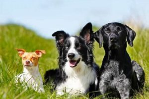 The Ultimate Dog Companion for Car Travel My Caring Dog – Tips, Stories, and Care Guides for Loving Pet Owners The Ultimate Dog Companion for Car Travel | My Caring Dog – Tips, Stories, and Care Guides for Loving Pet Owners