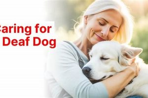 Expert Deaf Dog Care Tips & Guide My Caring Dog – Tips, Stories, and Care Guides for Loving Pet Owners Expert Deaf Dog Care Tips & Guide | My Caring Dog – Tips, Stories, and Care Guides for Loving Pet Owners
