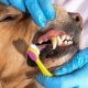 Affordable Dog Dental Care: Tips & Tricks | My Caring Dog – Tips, Stories, and Care Guides for Loving Pet Owners
