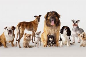 Best Dog Groups for Car Travel My Caring Dog – Tips, Stories, and Care Guides for Loving Pet Owners Best Dog Groups for Car Travel | My Caring Dog – Tips, Stories, and Care Guides for Loving Pet Owners