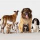 Best Dog Groups for Car Travel | My Caring Dog – Tips, Stories, and Care Guides for Loving Pet Owners