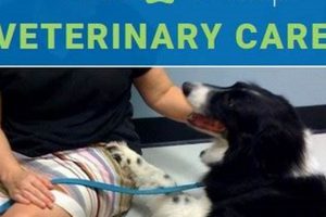 Affordable Dog Care Near You: Low-Cost Options My Caring Dog – Tips, Stories, and Care Guides for Loving Pet Owners Affordable Dog Care Near You: Low-Cost Options | My Caring Dog – Tips, Stories, and Care Guides for Loving Pet Owners