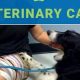 Affordable Dog Care Near You: Low-Cost Options | My Caring Dog – Tips, Stories, and Care Guides for Loving Pet Owners
