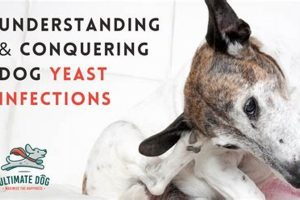 Dog Yeast Infection: Care & Treatment Guide My Caring Dog – Tips, Stories, and Care Guides for Loving Pet Owners Dog Yeast Infection: Care & Treatment Guide | My Caring Dog – Tips, Stories, and Care Guides for Loving Pet Owners