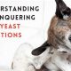 Dog Yeast Infection: Care & Treatment Guide | My Caring Dog – Tips, Stories, and Care Guides for Loving Pet Owners
