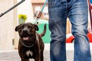 Top Dog Day Care Franchises: Buy Now! My Caring Dog – Tips, Stories, and Care Guides for Loving Pet Owners Top Dog Day Care Franchises: Buy Now! | My Caring Dog – Tips, Stories, and Care Guides for Loving Pet Owners