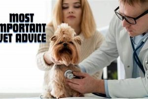 Top Canine Veterinary Advice for Car Dog Owners My Caring Dog – Tips, Stories, and Care Guides for Loving Pet Owners Top Canine Veterinary Advice for Car Dog Owners | My Caring Dog – Tips, Stories, and Care Guides for Loving Pet Owners