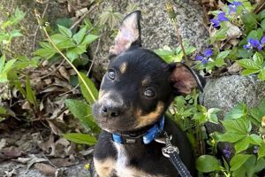 Best Small Dog Rescue in Chicago: Adopt Today! My Caring Dog – Tips, Stories, and Care Guides for Loving Pet Owners Best Small Dog Rescue in Chicago: Adopt Today! | My Caring Dog – Tips, Stories, and Care Guides for Loving Pet Owners