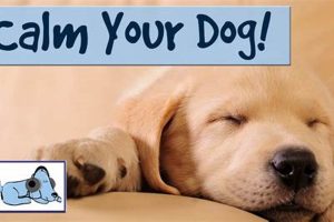 Tips to Keep Your Dog Calm On Car Rides My Caring Dog – Tips, Stories, and Care Guides for Loving Pet Owners Tips to Keep Your Dog Calm On Car Rides | My Caring Dog – Tips, Stories, and Care Guides for Loving Pet Owners