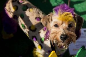Best St. Louis Pets: Find Your Pawfect Dog My Caring Dog – Tips, Stories, and Care Guides for Loving Pet Owners Best St. Louis Pets: Find Your Pawfect Dog | My Caring Dog – Tips, Stories, and Care Guides for Loving Pet Owners