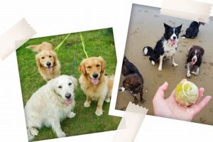 Best Dog Day Care | Isle of Wight | Top Kennels My Caring Dog – Tips, Stories, and Care Guides for Loving Pet Owners Best Dog Day Care | Isle of Wight | Top Kennels | My Caring Dog – Tips, Stories, and Care Guides for Loving Pet Owners