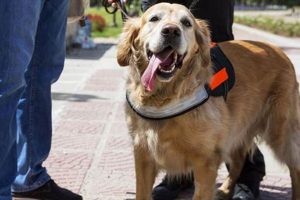American Service Dogs: A Complete Guide My Caring Dog – Tips, Stories, and Care Guides for Loving Pet Owners American Service Dogs: A Complete Guide | My Caring Dog – Tips, Stories, and Care Guides for Loving Pet Owners