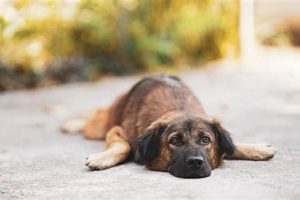 Dog Tired After Daycare? Tips & Solutions My Caring Dog – Tips, Stories, and Care Guides for Loving Pet Owners Dog Tired After Daycare? Tips & Solutions | My Caring Dog – Tips, Stories, and Care Guides for Loving Pet Owners