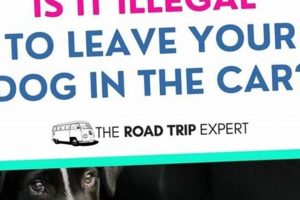 Laws About Leaving Dogs In Cars My Caring Dog – Tips, Stories, and Care Guides for Loving Pet Owners Laws About Leaving Dogs In Cars | My Caring Dog – Tips, Stories, and Care Guides for Loving Pet Owners