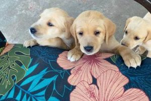 Find Car-Friendly Pups Near Me | Adoption & Breeders My Caring Dog – Tips, Stories, and Care Guides for Loving Pet Owners Find Car-Friendly Pups Near Me | Adoption & Breeders | My Caring Dog – Tips, Stories, and Care Guides for Loving Pet Owners