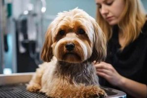 Top Dog Day Care in Monroeville PA: Best Care My Caring Dog – Tips, Stories, and Care Guides for Loving Pet Owners Top Dog Day Care in Monroeville PA: Best Care | My Caring Dog – Tips, Stories, and Care Guides for Loving Pet Owners