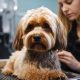 Top Dog Day Care in Monroeville PA: Best Care | My Caring Dog – Tips, Stories, and Care Guides for Loving Pet Owners