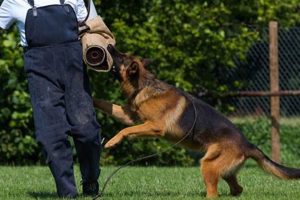Top Canine Handler Jobs: Car Dog Edition My Caring Dog – Tips, Stories, and Care Guides for Loving Pet Owners Top Canine Handler Jobs: Car Dog Edition | My Caring Dog – Tips, Stories, and Care Guides for Loving Pet Owners