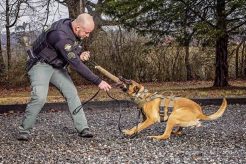 Professional K9 Dogs Training Services My Caring Dog – Tips, Stories, and Care Guides for Loving Pet Owners Professional K9 Dogs Training Services | My Caring Dog – Tips, Stories, and Care Guides for Loving Pet Owners
