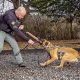 Professional K9 Dogs Training Services | My Caring Dog – Tips, Stories, and Care Guides for Loving Pet Owners