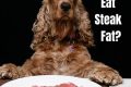 My Car Dog Loves Cans: A Guide My Caring Dog – Tips, Stories, and Care Guides for Loving Pet Owners My Car Dog Loves Cans: A Guide | My Caring Dog – Tips, Stories, and Care Guides for Loving Pet Owners
