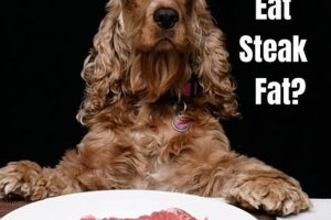 My Car Dog Loves Cans: A Guide My Caring Dog – Tips, Stories, and Care Guides for Loving Pet Owners My Car Dog Loves Cans: A Guide | My Caring Dog – Tips, Stories, and Care Guides for Loving Pet Owners