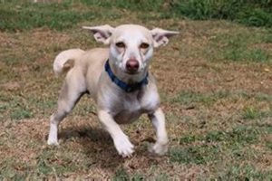 Best Care Animal Shelter in Ruskin, FL My Caring Dog – Tips, Stories, and Care Guides for Loving Pet Owners Best Care Animal Shelter in Ruskin, FL | My Caring Dog – Tips, Stories, and Care Guides for Loving Pet Owners