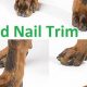 Essential Dog Nail Care Tips & Tricks | My Caring Dog – Tips, Stories, and Care Guides for Loving Pet Owners