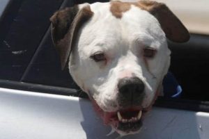 Why Does My Dog Drool in the Car? Solutions & Tips My Caring Dog – Tips, Stories, and Care Guides for Loving Pet Owners Why Does My Dog Drool in the Car? Solutions & Tips | My Caring Dog – Tips, Stories, and Care Guides for Loving Pet Owners