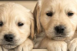 Dogs An My Caring Dog – Tips, Stories, and Care Guides for Loving Pet Owners Dogs An | My Caring Dog – Tips, Stories, and Care Guides for Loving Pet Owners