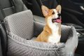 Is Front Seat Safe for Dogs in Cars? My Caring Dog – Tips, Stories, and Care Guides for Loving Pet Owners Is Front Seat Safe for Dogs in Cars? | My Caring Dog – Tips, Stories, and Care Guides for Loving Pet Owners