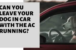 Never Leave a Dog Alone in a Hot Car: Dangers & Tips My Caring Dog – Tips, Stories, and Care Guides for Loving Pet Owners Never Leave a Dog Alone in a Hot Car: Dangers & Tips | My Caring Dog – Tips, Stories, and Care Guides for Loving Pet Owners