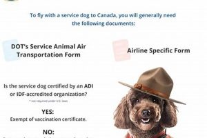 Best Service Dogs in Canada: Ultimate Guide My Caring Dog – Tips, Stories, and Care Guides for Loving Pet Owners Best Service Dogs in Canada: Ultimate Guide | My Caring Dog – Tips, Stories, and Care Guides for Loving Pet Owners
