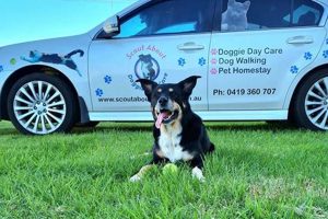 Best Dog Day Care in Newbury Park, CA My Caring Dog – Tips, Stories, and Care Guides for Loving Pet Owners Best Dog Day Care in Newbury Park, CA | My Caring Dog – Tips, Stories, and Care Guides for Loving Pet Owners