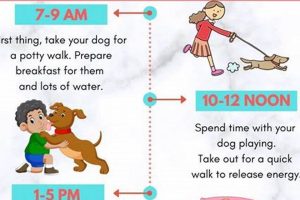 Best Dog Car Routine: Tips & Tricks My Caring Dog – Tips, Stories, and Care Guides for Loving Pet Owners Best Dog Car Routine: Tips & Tricks | My Caring Dog – Tips, Stories, and Care Guides for Loving Pet Owners