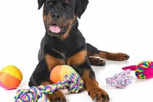 Big Dog Care: Easier or Harder Than You Think? My Caring Dog – Tips, Stories, and Care Guides for Loving Pet Owners Big Dog Care: Easier or Harder Than You Think? | My Caring Dog – Tips, Stories, and Care Guides for Loving Pet Owners
