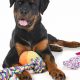 Big Dog Care: Easier or Harder Than You Think? | My Caring Dog – Tips, Stories, and Care Guides for Loving Pet Owners