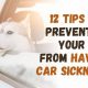 Ultimate Dog Car Sickness Tips & Tricks | My Caring Dog – Tips, Stories, and Care Guides for Loving Pet Owners