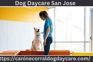 Best Dog Care Services in San Jose, CA My Caring Dog – Tips, Stories, and Care Guides for Loving Pet Owners Best Dog Care Services in San Jose, CA | My Caring Dog – Tips, Stories, and Care Guides for Loving Pet Owners